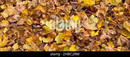 Un quadro panoramico di foglie gialle d'autunno sparse sotto gli alberi in un parco. Foto Stock