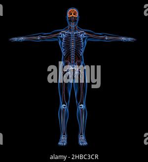 Sistema nervoso dei raggi X del corpo umano. Vista frontale - illustrazione 3D Foto Stock