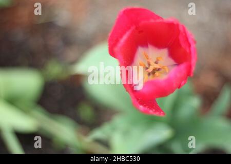 Fuoco selettivo sparato di un tulipano rosso che cresce nel giardino Foto Stock