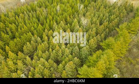 Alberi di pino vibranti dall'alto con colori luminosi per rilassarsi Foto Stock