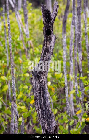 Paludi nel progetto di rimboschimento mangrovie, Avellana Beach, Costa Rica Foto Stock