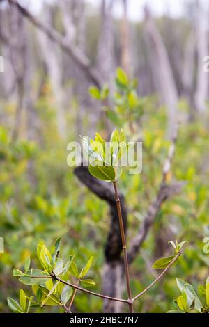 Paludi nel progetto di rimboschimento mangrovie, Avellana Beach, Costa Rica Foto Stock