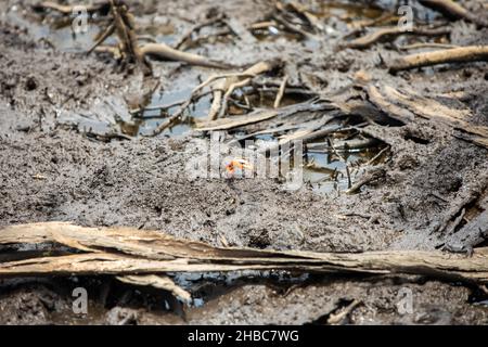 Granchio di mangrovie del Pacifico, conosciuto come granchio denominante di Uca sp. Nel fango nel progetto di rimboschimento di mangrovie, Avellana Beach, Costa Rica Foto Stock