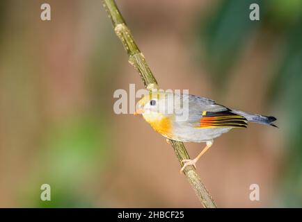 Red fattura Leiothrix su un ramo Foto Stock