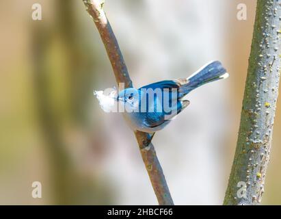 Gnatcatcher grigio blu arroccato su un albero Foto Stock