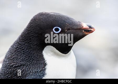 Adelie Penguin appena chilin su un iceberg Foto Stock