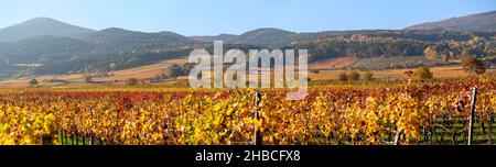 panoramic view across the autumnally coloured vineyards in the so called Thermal region near the village of Sooss on the edge of the european alps Foto Stock
