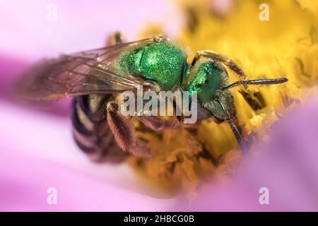 Agapostemon ape selvaggia verde foraging in fiore rosa e giallo Foto Stock