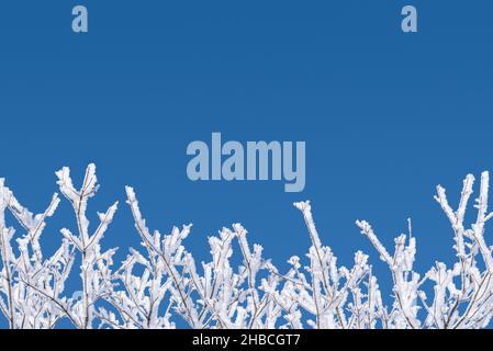 Sfondo blu invernale con un bordo di rami in hoarfrost Foto Stock