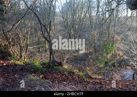 Sole che si infrangono dalla nebbia a Craigall Den, Ceres, Fife, dicembre 2021 Foto Stock