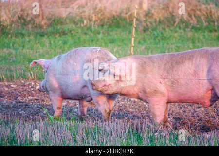 La landrace olandese semina maiale nel tardo pomeriggio luci al tramonto, si vaga sulla sua penna free range, Wiltshire UK Foto Stock