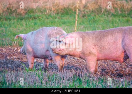 La landrace olandese semina maiale nel tardo pomeriggio luci al tramonto, si vaga sulla sua penna free range, Wiltshire UK Foto Stock