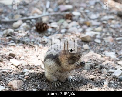 Il meno Chipmunk nel parco nazionale dei laghi di Waterton, che tiene un pezzo di cibo con le zampe anteriori. Fotocamera di fronte. Foto Stock