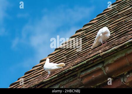 Due colombe bianche sul vecchio tetto della casa contro un cielo blu in una giornata di sole Foto Stock