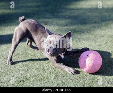 Brindle di 1 anni e Bulldog francese femmina blu accoccolato con palla. Parco per cani al guinzaglio nella California settentrionale. Foto Stock