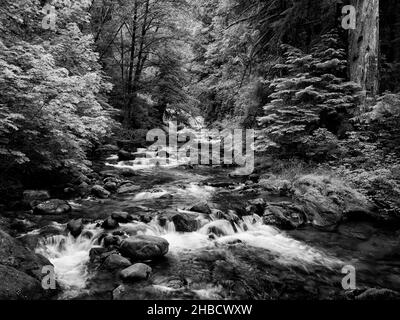 USA, Oregon, Siuslaw National Forest, Sweet Creek (bw) Foto Stock