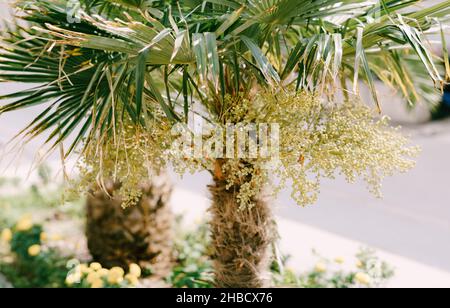 Piccoli frutti di datteri sotto una corona di palme. Primo piano Foto Stock