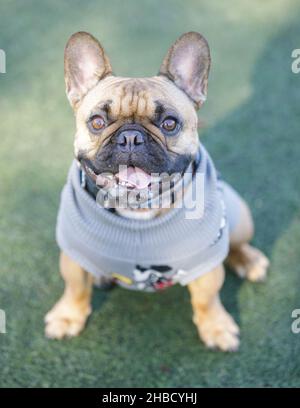 2-Year-Old Fawn maschio Frenchie mantenere caldo. Parco per cani al guinzaglio nella California settentrionale. Foto Stock