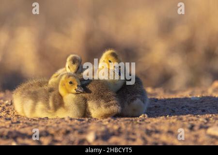 Imbragature nel Wisconsin settentrionale.. Foto Stock