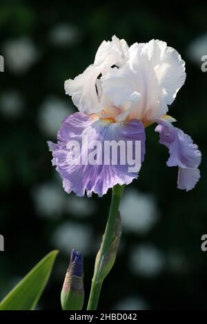 PRIMA PIANURA DI UN IRIDE BARBUTO VIOLA E BIANCO (IRIS GERMANICA) Foto Stock