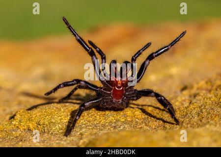 Pericolosamente velenoso ragno maschile Sydney Funnel-web che mostra fangs Foto Stock
