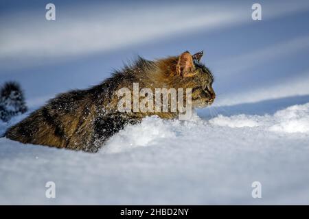 Coperto di gatto neve. Gatto che cammina nella neve in inverno Foto Stock