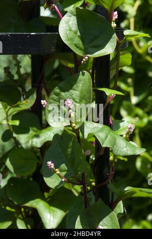 Sydney Australia, fiori di un alpinismo basella o spinaci malabar Foto Stock