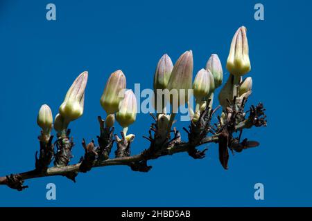 Sydney Australia, gambo di boccioli di fiori di hesperaloe nocturna contro un cielo blu chiaro Foto Stock