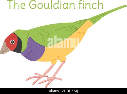 il finch gouldiano è in piedi. Uccello australiano in uno stile semplice. Illustrazione vettoriale piatta isolata su sfondo bianco. Illustrazione Vettoriale