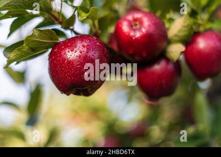 Primo piano di grandi mele rosse nel frutteto sul ramo di melo con gocce d'acqua che si arrotolano, sfondo morbido e fuori fuoco. Foto Stock