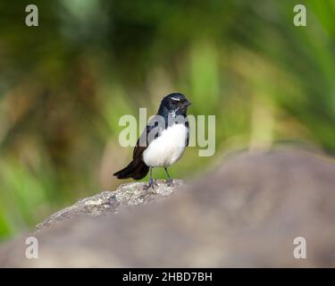 Willie Wagtail, leucofrys Rhipidura, uccello bianco e nero, uccello nativo per l'Australia, vista frontale, pancia bianca Foto Stock