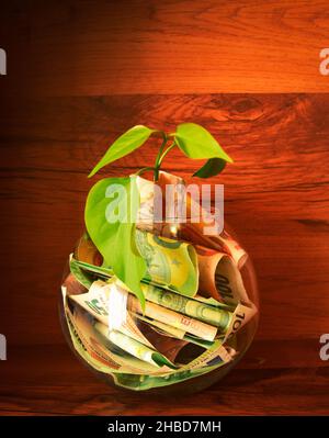 Pianta la crescita da nitrati di valuta in una ciotola. Concetto risparmio di energia in ciotola e albero che crescono su investimenti di alta valuta con sfondo di legno. Salvataggio, Foto Stock