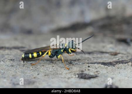 Primo piano su un predatore di mosca, il campo nero e giallo digger-wasp, Melinus arvensis, seduto sul terreno vicino al suo nido Foto Stock