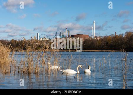Cigni muti (Cygnus olor) nella baia di Töölönlahti, Helsinki, Finlandia Foto Stock