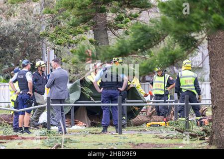 Narrabeen, Sydney, Australia. 19th Dic 2021. Narrabeen, Sydney, Australia. 19th dicembre 2021. La tempesta freak ha abbattuto alberi e linee elettriche sulle spiagge settentrionali di Sydney, una signora è morta e altre sono critiche, servizi di emergenza assistiti e personale di abbigliamento semplice sulla scena dell'albero caduto che ha ucciso una signora vicino Narrabeen Surf Club. Credit: martin berry/Alamy Live News Foto Stock