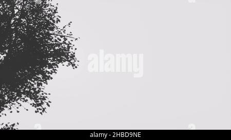 Shadow Leaves tree on bianco vuoto Mockup cornice vuota parete trasparente 3D rendering Foto Stock