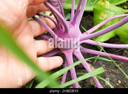 primo piano di una mano di una donna che tiene un kohlrabi viola che cresce nel terreno in un orto, all'aperto in estate Foto Stock