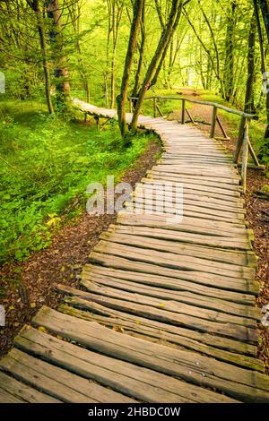 Percorso in legno che conduce alla natura con tress verde e la natura intorno. Modo di natura e foresta. Foto Stock