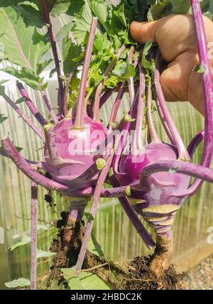 La mano di una donna tiene un raccolto di kohlrabi, due rape di cavolo con foglie e radici da un letto elevato giardino, foto verticale Foto Stock