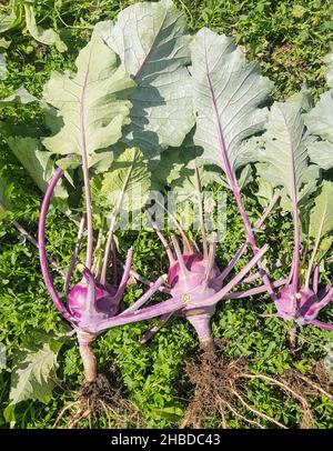 La raccolta di cavolo kohlrabi in giardino, tre verdure giacenti sull'erba, strappate dal suolo con radici Foto Stock