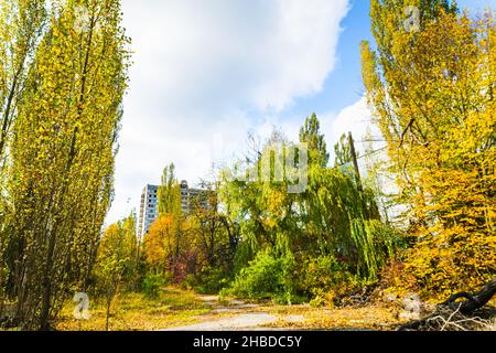 Fiorendo alberi colorati durante l'autunno a Pripyat e Chernobyl.in backgroun abbandonato edificio di Polissya - SSRS hotel. 2019.10.08. Foto Stock