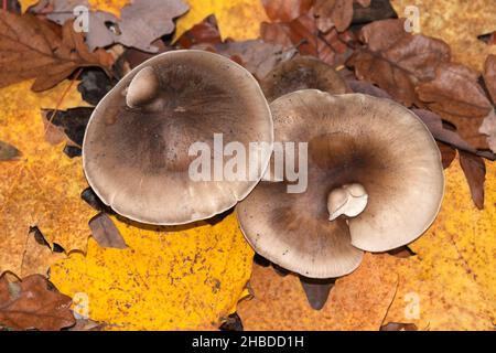 Clitocibe nebularis, mutazione, Germania Foto Stock