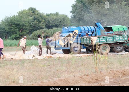 Pali Rajasthan, India - 3 novembre 2021. I membri dell'agricoltore che raccolgono il raccolto con l'aiuto della macchina trebbiatrice Foto Stock