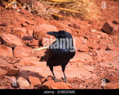 Un primo piano di un corvo arroccato su una roccia al Grand Canyon in una giornata di sole in Arizona, gli Stati Uniti Foto Stock