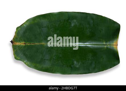 la foglia di banana fresca intera è isolata su sfondo bianco. È ampiamente utilizzato durante le stagioni del festival Foto Stock