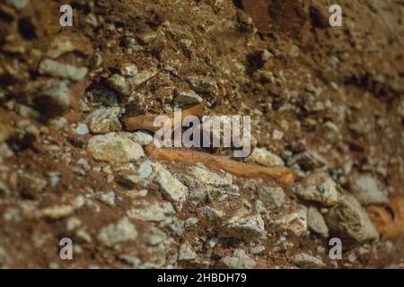 Divje Babe è un sito archeologico dove hanno trovato il più antico strumento musicale conosciuto al mondo. Foto Stock