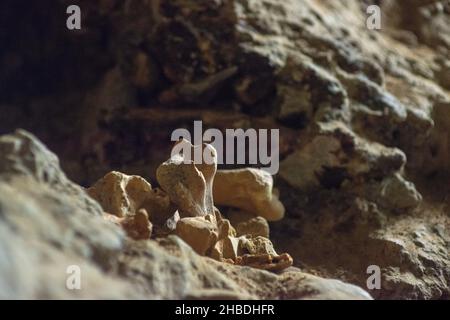 Divje Babe è un sito archeologico dove hanno trovato il più antico strumento musicale conosciuto al mondo. Foto Stock