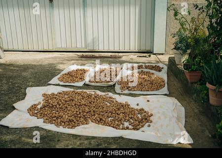 noci fresche e deliziose appoggiate sul terreno per asciugare. Foto di alta qualità Foto Stock
