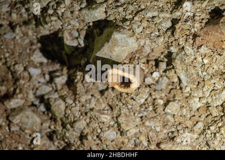 Divje Babe è un sito archeologico dove hanno trovato il più antico strumento musicale conosciuto al mondo. Foto Stock