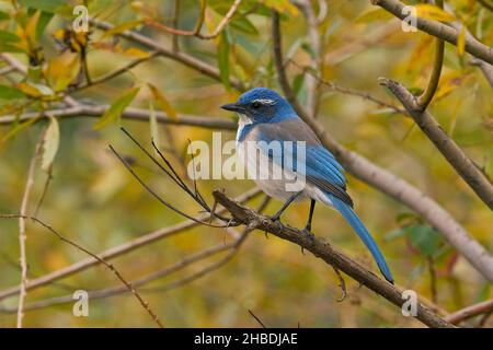 California Scrub-Jay (Aphelocoma californica), Sacramento County California USA Foto Stock